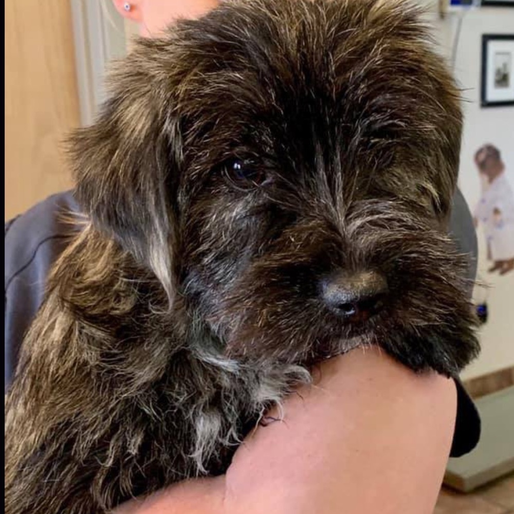 Meet your Posher, Drax